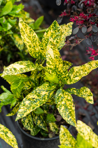 Pomul de aur (Aucuba japonica 'Crotonifolia') C5L [1]