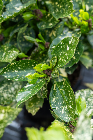 Pomul de aur (Aucuba japonica 'Variegata') C15L [2]