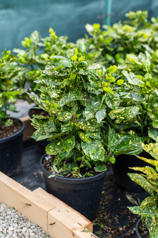 Toate produsele - Pomul de aur (Aucuba japonica 'Variegata') C15L