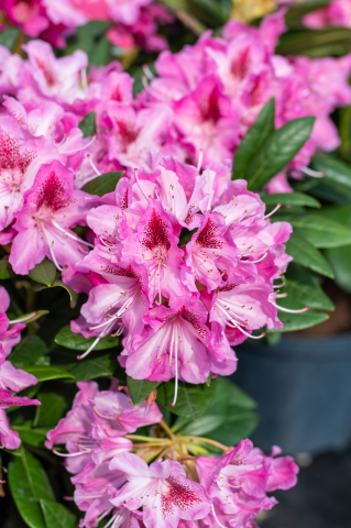 Rhododendron hibrid (Rhododendron hybridum) 30-40 cm In Varieta [2]