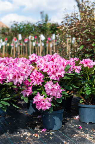Toate produsele - Rododendron (Rhododendron hybridum)