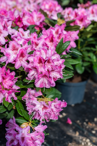 Rododendron (Rhododendron hybridum) [1]
