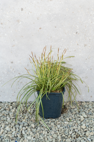 Toate produsele - Rogoz japonez (Carex oshimensis 'Evergold') K2
