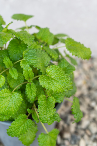 Roiniță (Melissa officinalis) K1,5 [1]
