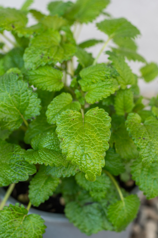 Roiniță (Melissa officinalis) K1,5 [2]