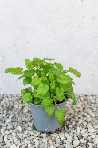 Toate produsele - Roiniță (Melissa officinalis) K1,5