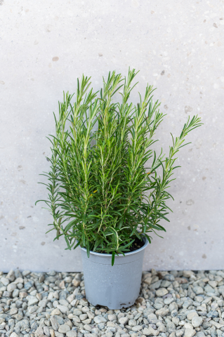 Arbuști ornamentali - Rozmarin (Rosmarinus officinalis) C13L