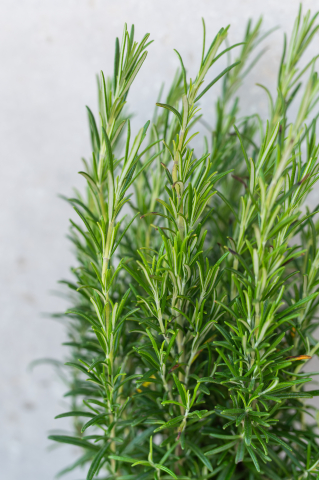 Rozmarin (Rosmarinus officinalis) C13L [1]