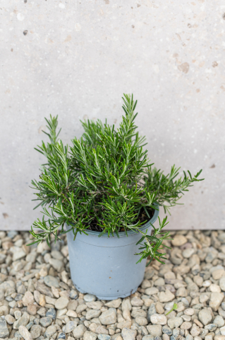 Arbuști ornamentali - Rozmarin târâtor (Rosmarinus officinalis 'Prostratus') K1,5