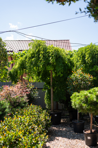 Catalog plante premium - Salcâm japonez (Sophora japonica 'Pendula') 25-32 cm