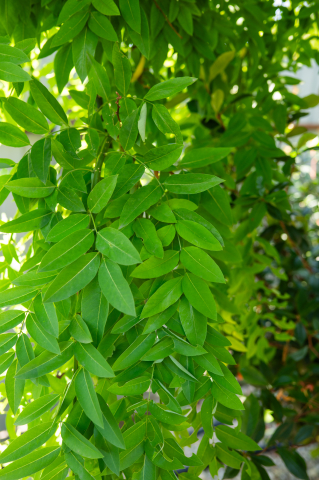 Salcâm japonez (Sophora japonica 'Pendula') 25-32 cm [1]