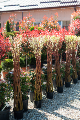 Toate produsele - Salcie împletită (Salix) 180 cm