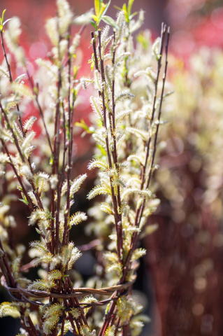 Salcie împletită (Salix) 180 cm [2]