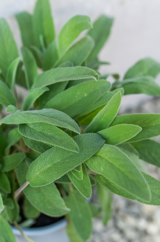 Salvie (Salvia officinalis) C13L [1]
