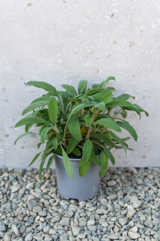 Toate produsele - Salvie (Salvia officinalis) C13L