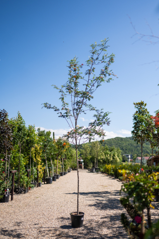 Arbori - Scoruș (Sorbus aucuparia 'Wettra') 08-10 cm