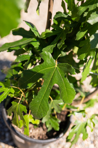 Smochin (Ficus carica) 80-100 cm [2]
