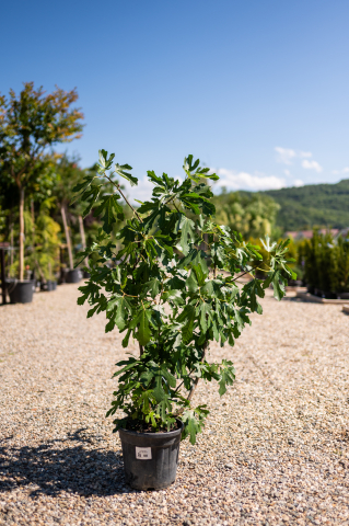 Catalog plante premium - Smochin (Ficus carica) 80-100 cm