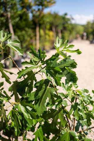 Smochin (Ficus carica) 80-100 cm [1]