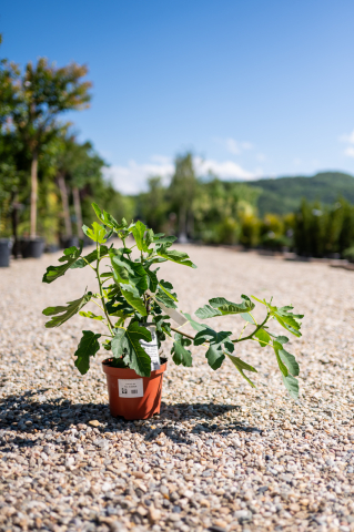 Smochin (Ficus carica 'Helen') K2 30-40 cm [1]