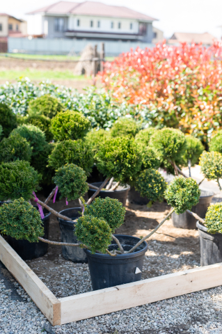 Toate produsele - Tisă aurie (Taxus baccata 'Summergold') 60-80 cm Bonsai