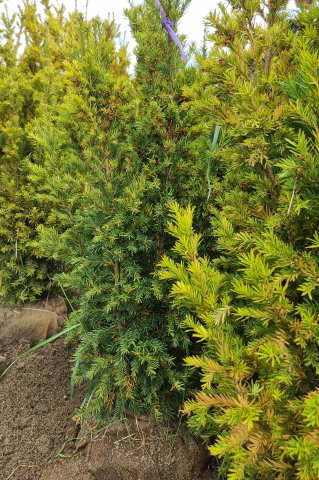 Toate produsele - Tisă aurie (Taxus baccata 'Wintergold') 100-125 cm