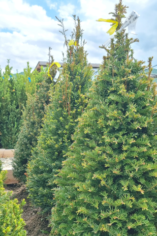 Toate produsele - Tisă (Taxus baccata) 100-125 cm Conic