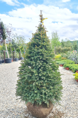 Tisă (Taxus baccata) 100-125 cm Conic [1]