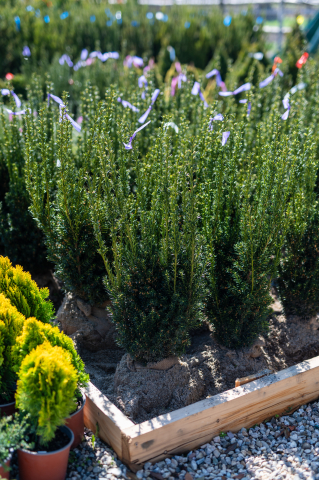 Toate produsele - Tisă (Taxus baccata 'Overeynderi') 80-100 cm
