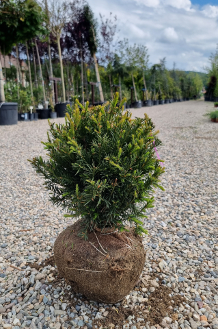 Tisă (Taxus × media 'Groenland') 20-40 cm Globosum [1]