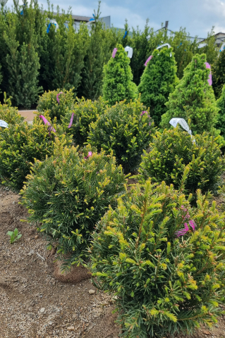Toate produsele - Tisă (Taxus × media 'Groenland') 20-40 cm Globosum