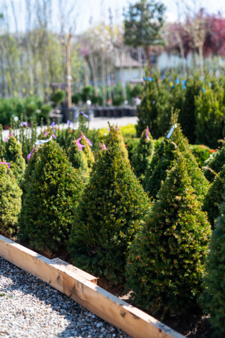 Toate produsele - Tisă (Taxus × media 'Groenland') 80-100 cm Conic