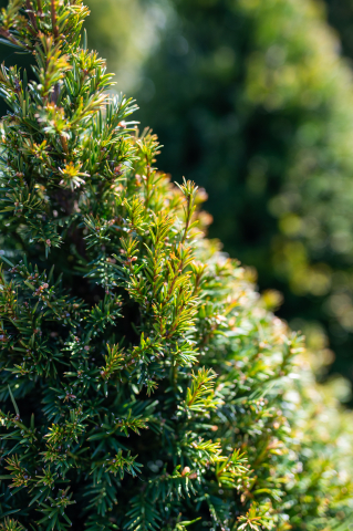 Tisă (Taxus × media 'Groenland') 80-100 cm Conic [1]