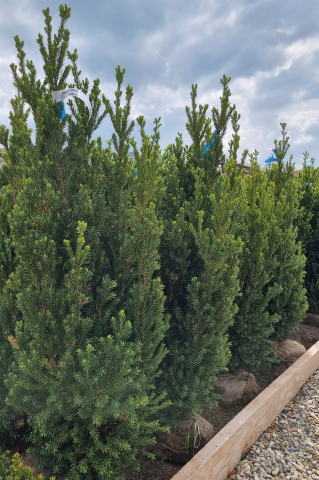 Toate produsele - Tisă (Taxus × media 'Hillii') 100-125 cm