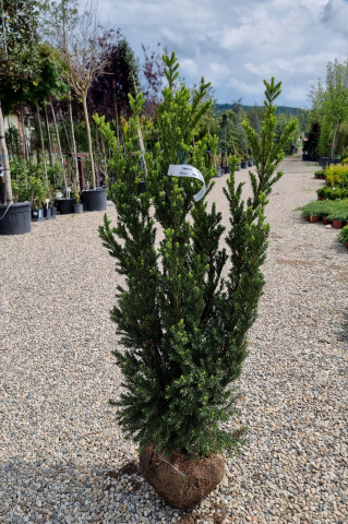 Tisă (Taxus × media 'Hillii') 100-125 cm [2]