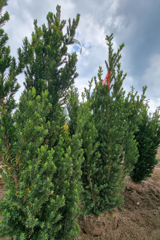 Toate produsele - Tisă (Taxus × media 'Hillii') 125-150 cm