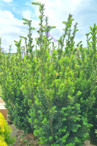 Toate produsele - Tisă (Taxus × media 'Hillii') 80-100 cm