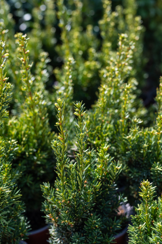 Tisă (Taxus × media 'Hillii') K2 30-40 cm [1]