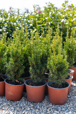 Arbuști coniferi - Tisă (Taxus × media 'Hillii') K2 30-40 cm