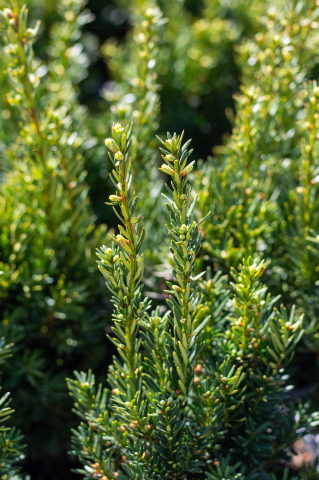 Tisă (Taxus × media 'Hillii') K2 30-40 cm [2]