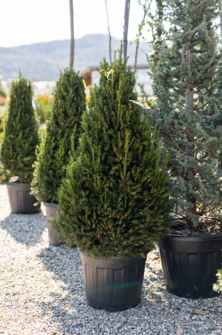 Toate produsele - Tisă (Taxus × media 'Hillii') Pyramide