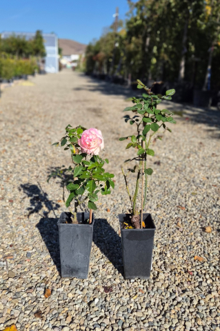 Arbuști ornamentali - Trandafir (Rosa)