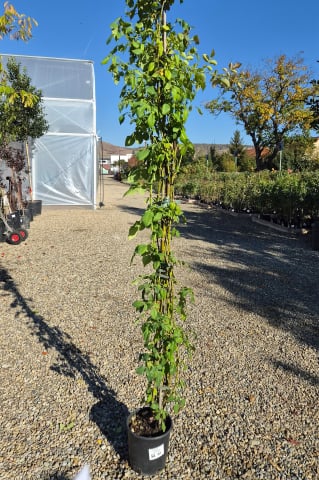 Catalog plante premium - Trandafir (Rosa) 150-200 cm In Varieta