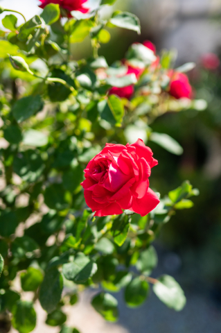 Trandafir (Rosa 'Alberello') T1/2 Fusto [1]