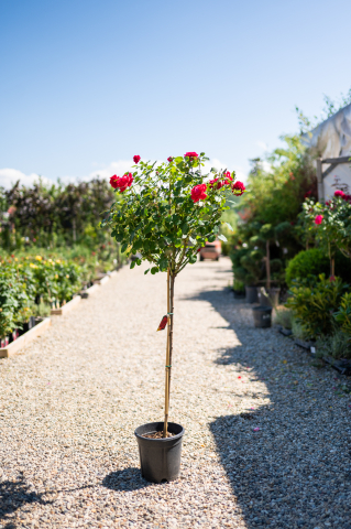 Catalog plante premium - Trandafir (Rosa 'Alberello') T1/2 Fusto