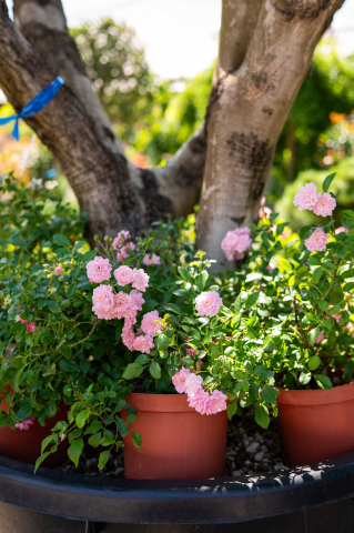 Catalog plante premium - Trandafir (Rosa 'Cespuglio') Minirosa