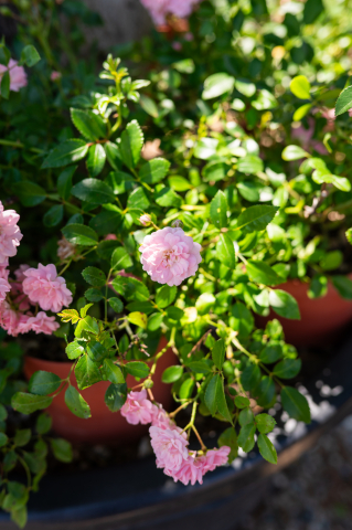 Trandafir (Rosa 'Cespuglio') Minirosa [1]