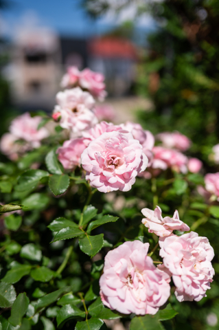 Trandafir (Rosa) Fusto [1]