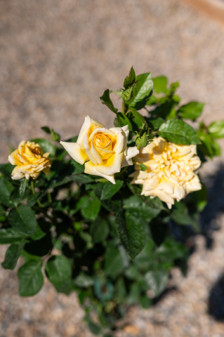 Trandafir (Rosa) Fusto [5]
