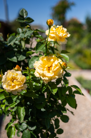 Trandafir (Rosa) Fusto [3]